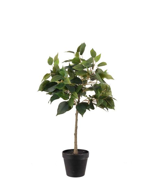 Mr Plant Fikus Benjamin 55 cm