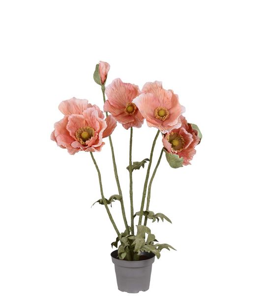 Mr Plant Valmue Aprikos i Potte