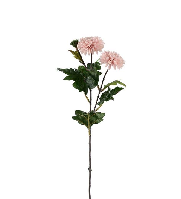 Hovedbilde Mr Plant Chrysanthemum Lys Rosa