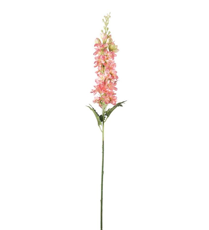 Mr Plant Delphinium Rosa